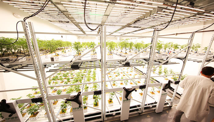 Vertical Grow Systems for Indoor Farms | Hammerhead LLC