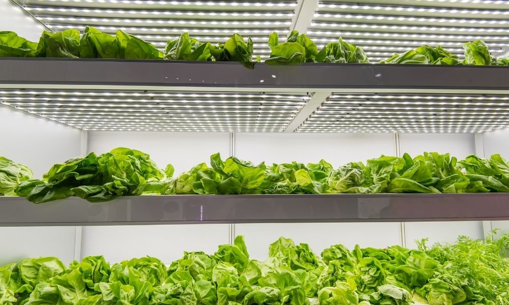 How To Maximize Your Indoor Farming Yield