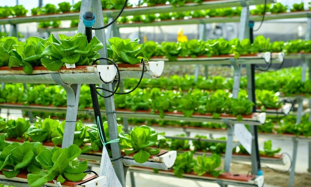 How a Vertical Hydroponic System Works
