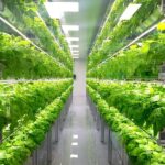 Comparing Vertical Farming To Outdoor Cultivation