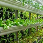 Is Vertical Farming Ecologically Sustainable?