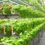 5 Things To Know Before Starting a Vertical Farm