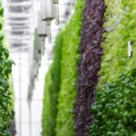 4 Vertical Farming Inefficiencies To Avoid